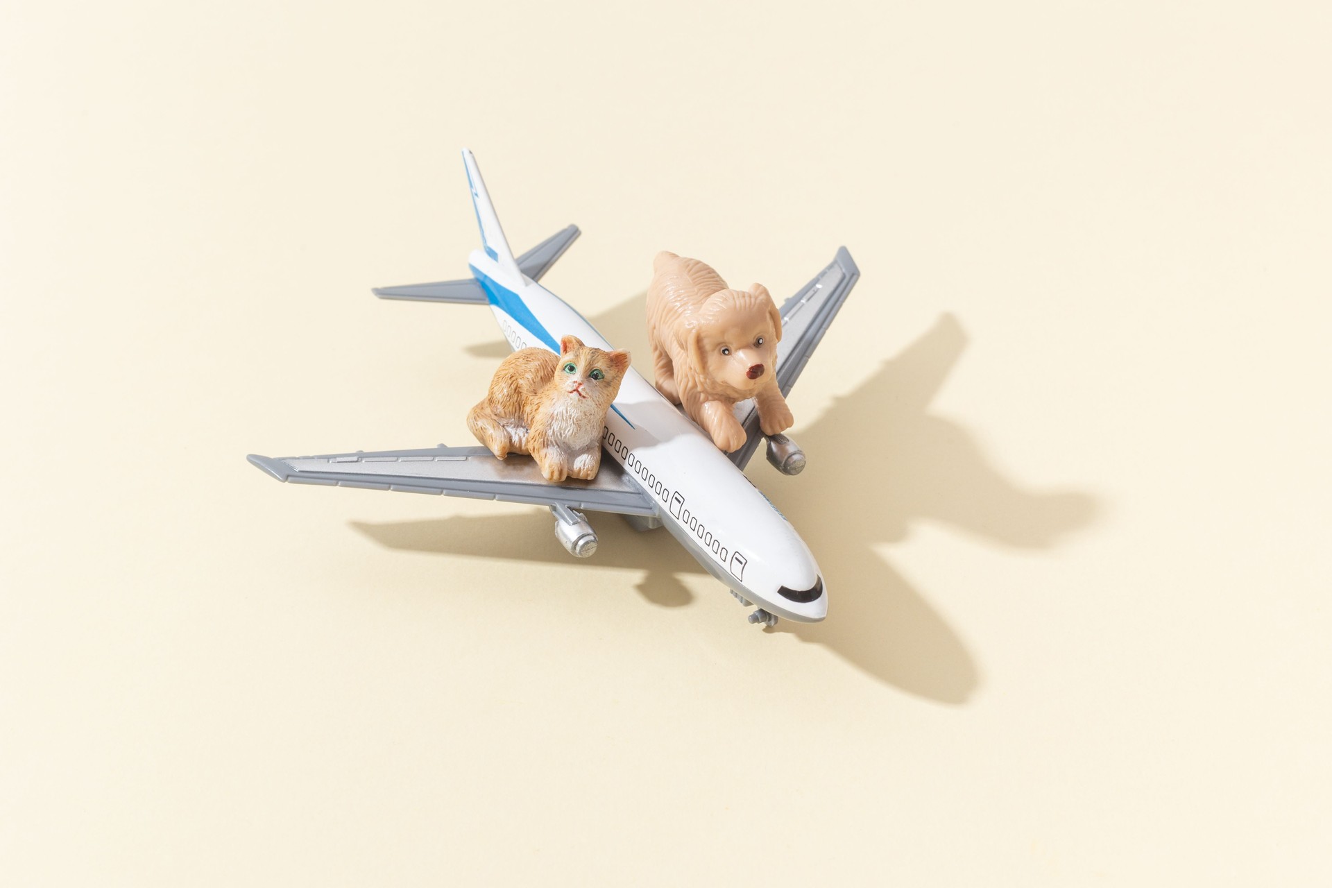 Pets dog and cat shipping by airplane concept