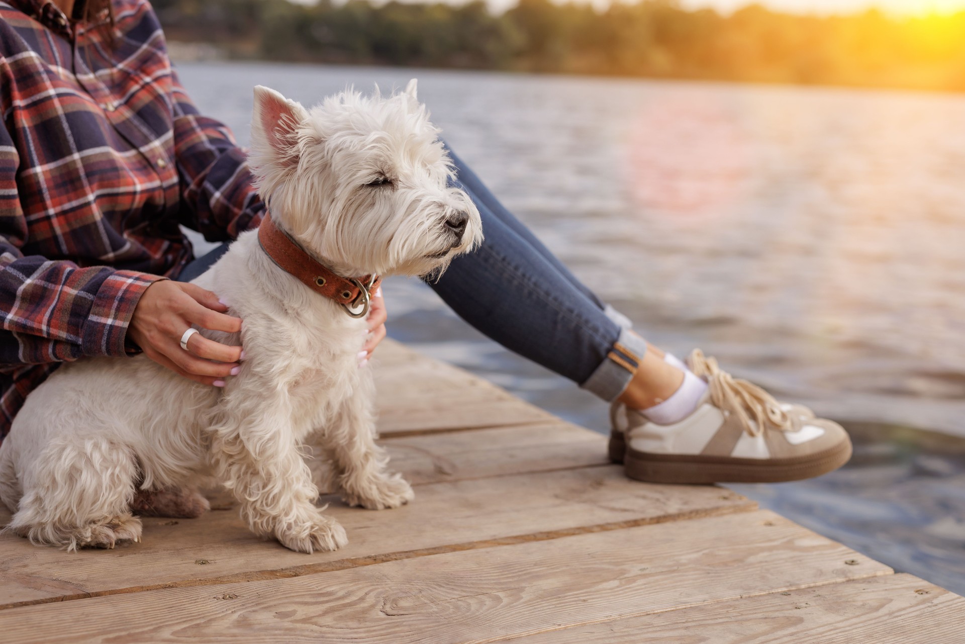 Pet travel Europe 