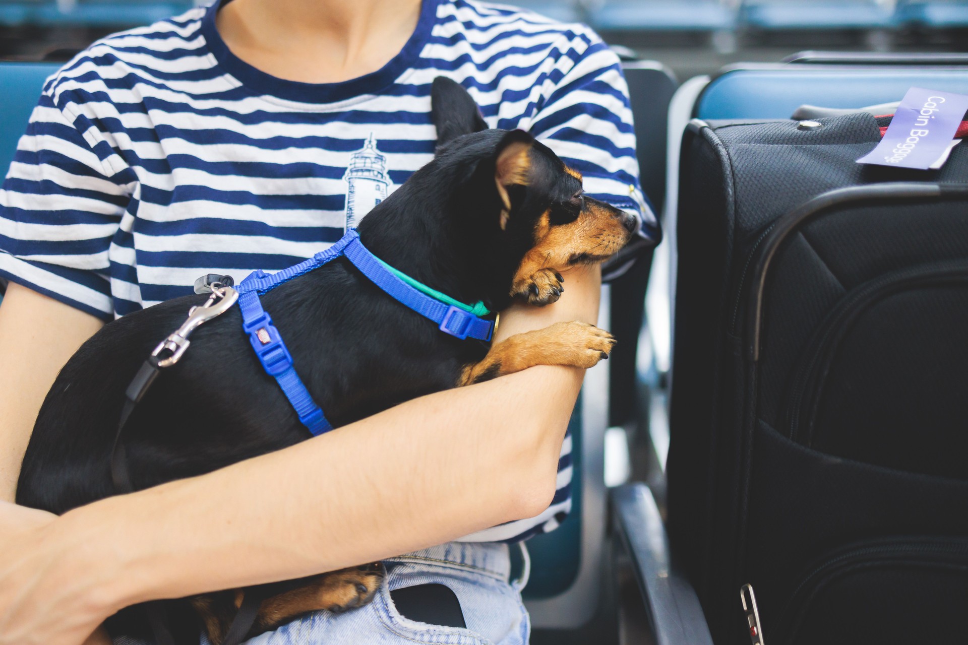 Dog in the airport hall near luggage suitcase baggage, concept of travelling with pets, small dog sitting on the hands of the female tourist girl owner before the trip at the terminal station