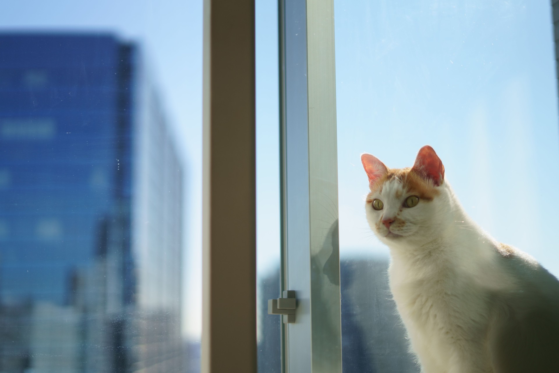 A cat in the sky apartment