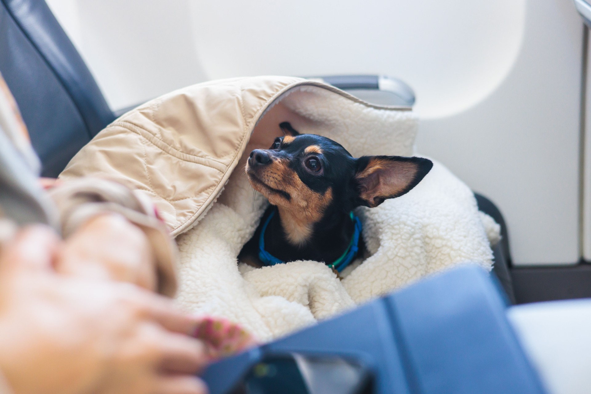 Dog in the aircraft cabin near the window during the flight, concept of travelling and moving with pets, small black dog sitting in the pet carrier bag, travel or relocation with dog by airplane