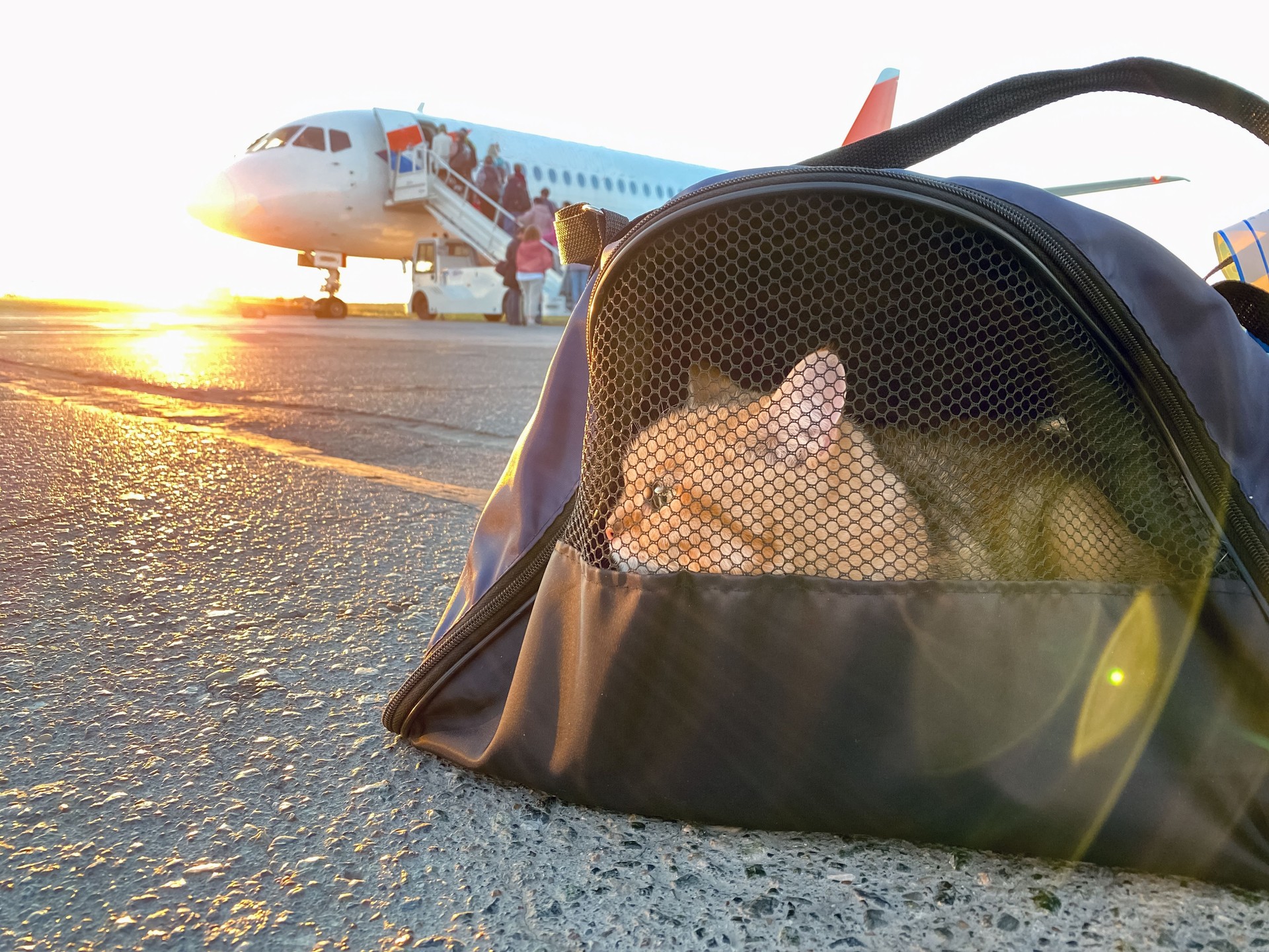 Cat in carrying case at airplane in sunrise. Ð¡at carrier at airport. Pet sitting in pet carrier. Travelling with pet. Red kitten in travel bag boarding in plane.