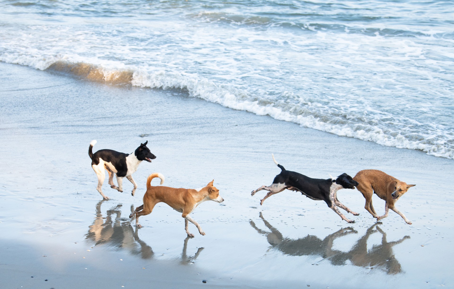 Group of active dogs playing together on the ocean beach, pet splashing water wave, outdoor fun activity for animal