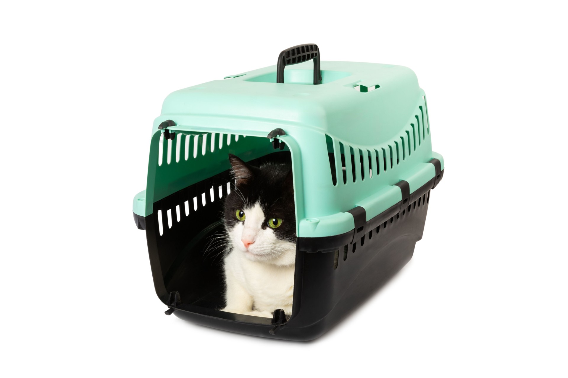 Cat in a carrier isolated on a white background. Cat carrier. Moving or traveling. Plastic travel carrier. Animal care concept.