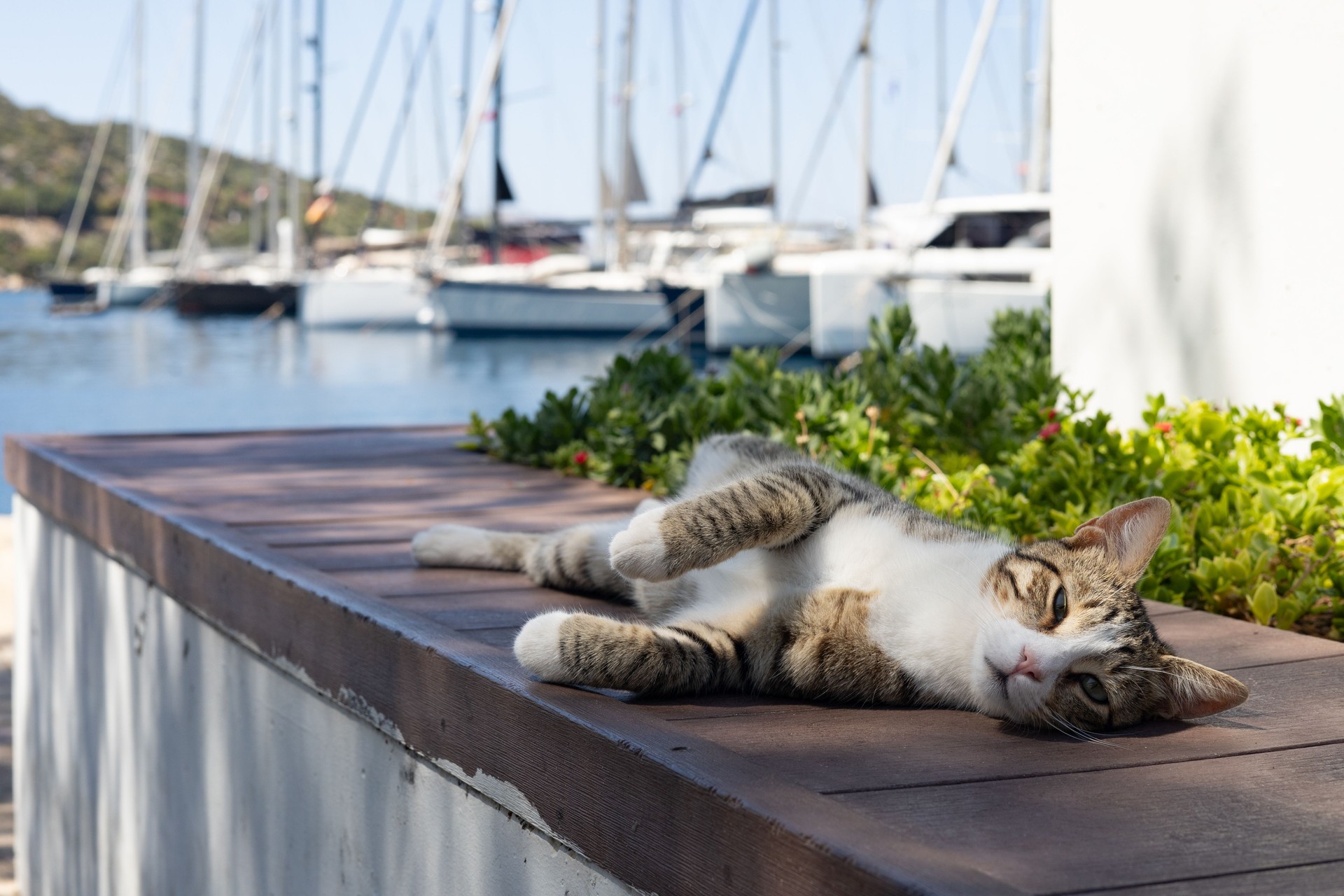 Cute cat sleeping on the terrace with yachts in the background