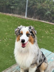 Picture of Ziggy to the UAE