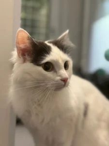 Picture of Winnie to the USA