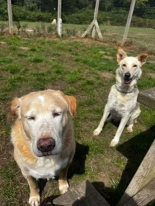 Picture of Benji and Meadow back to the UK