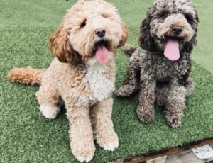 Picture of Wynnie and Wanda to Thailand