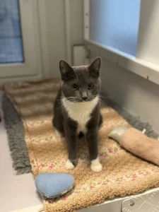 Picture of Pebbles to Singapore