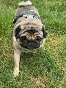 Picture of Teddy to Canada