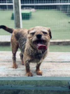 Picture of Winston and Frau to the USA