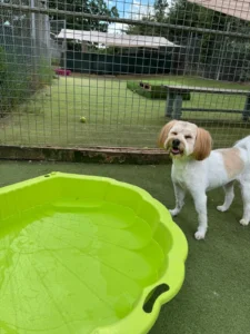 Picture of Riley to the USA