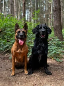 Picture of Lyla and Poppy to the USA