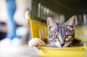 Cute grey kitten